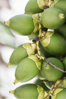 Betel Nut Or Are-ca Nut Palm On Tree Stock Photo Betel Nut Or Are-ca Nut Palm On Tree Stock Photo