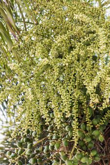 Betel Nut Or Are-ca Nut Palm On Tree Stock Image Betel Nut Or Are-ca Nut Palm On Tree Stock Image