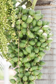 Betel Nut Or Are-ca Nut Palm On Tree Royalty Free Stock Photography Betel Nut Or Are-ca Nut Palm On Tree Royalty Free Stock Photography