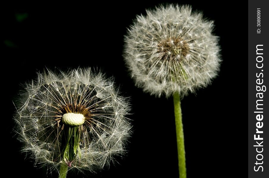 Two Dandelions on Dark Background