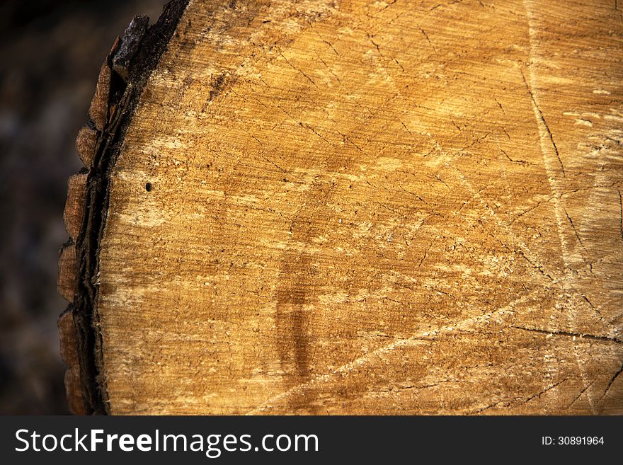 Fallen tree cut annual rings