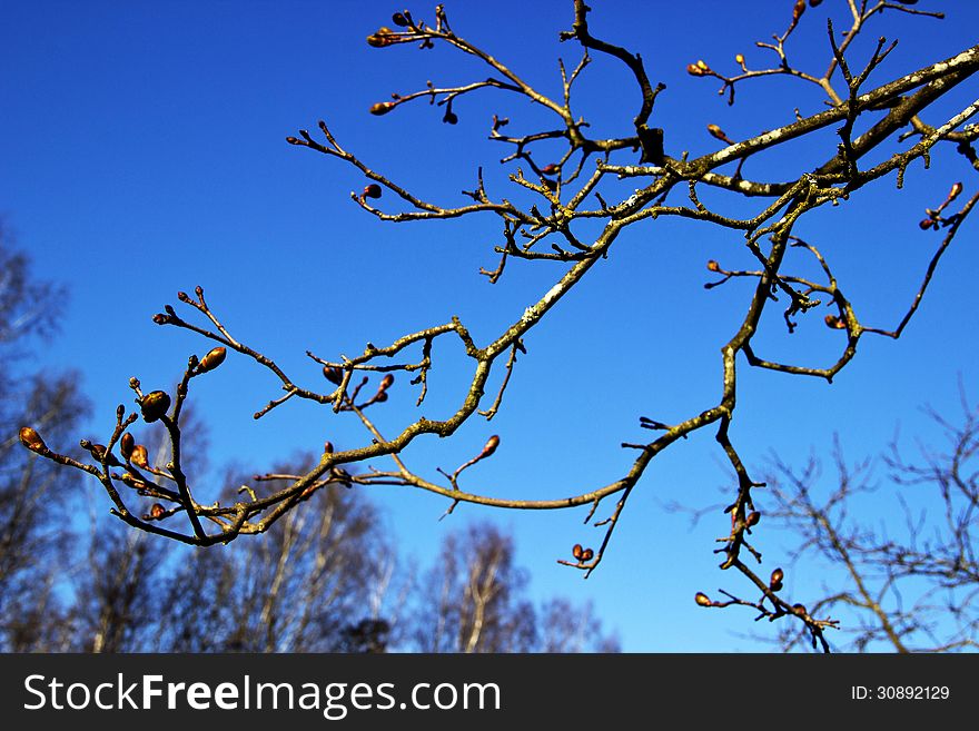 The tree against the sky in fine weather