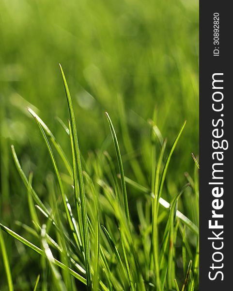 Green Grass Close-up Growth Concept