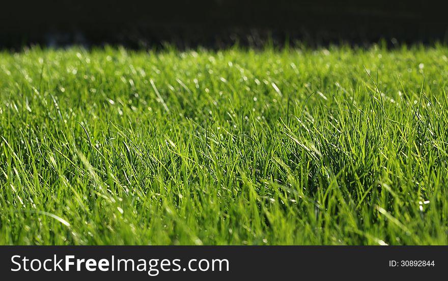 Green Grass Close-up Growth Concept