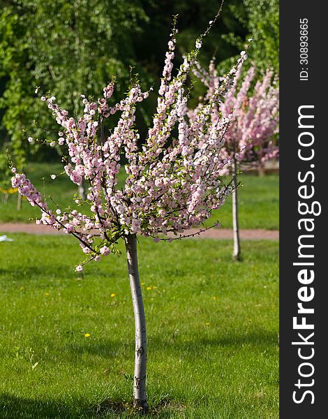 Young sakura tree in the springtime