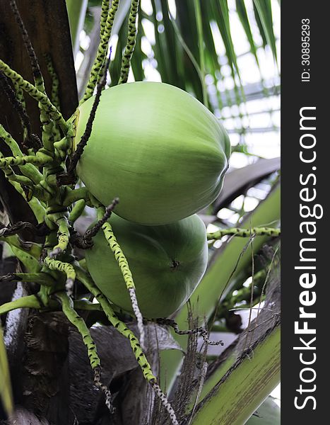 Green coconut on the tree