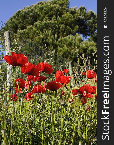 Poppies And Fence - Spring - Life After Tragedy