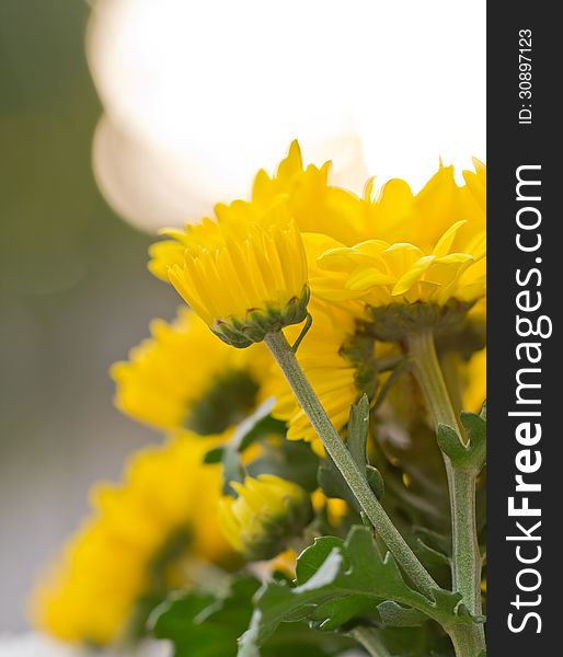 Chrysanthemum Flowers