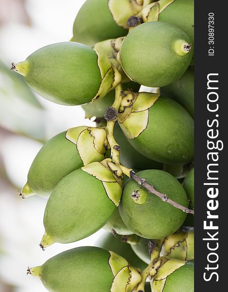 Are-ca Nut Palm tropical tree with green fruits in the nature. Are-ca Nut Palm tropical tree with green fruits in the nature
