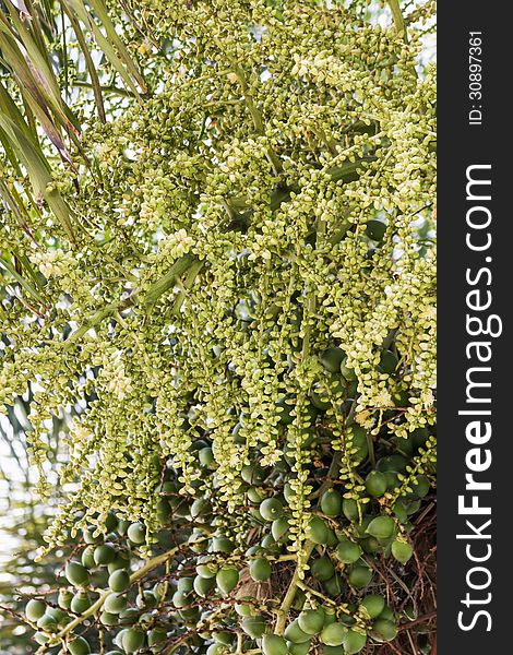 Are-ca Nut Palm tropical tree with green fruits in the nature. Are-ca Nut Palm tropical tree with green fruits in the nature