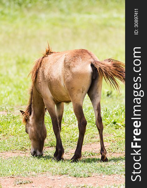 Brown Horse feeding in a field in the sunlight