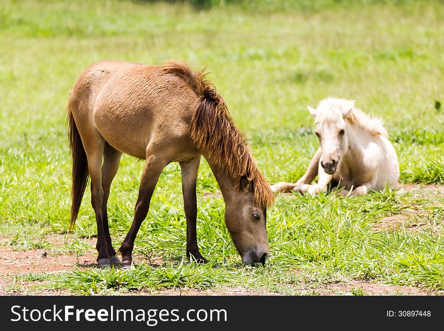 Brown Horse feeding in a field in the sunlight