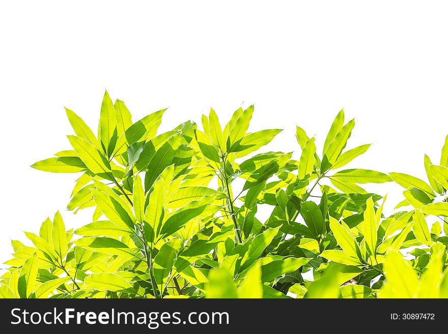 Green leaves and branches on white background