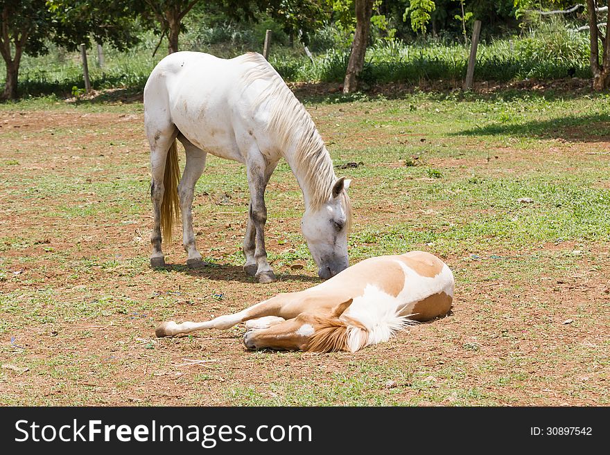 Horse sleeping on the ground in fram