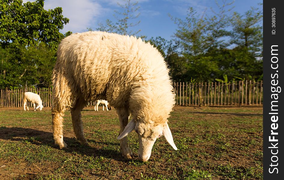 Sheep grazing in the farm in a sunny day. Sheep grazing in the farm in a sunny day.