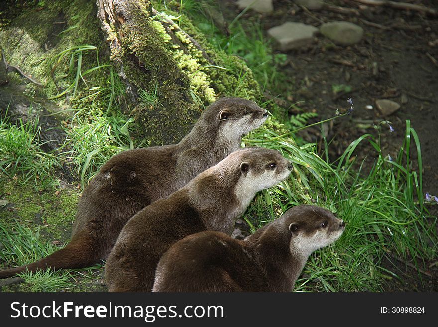 Three Curious Otters Standing in a Row. Three Curious Otters Standing in a Row.