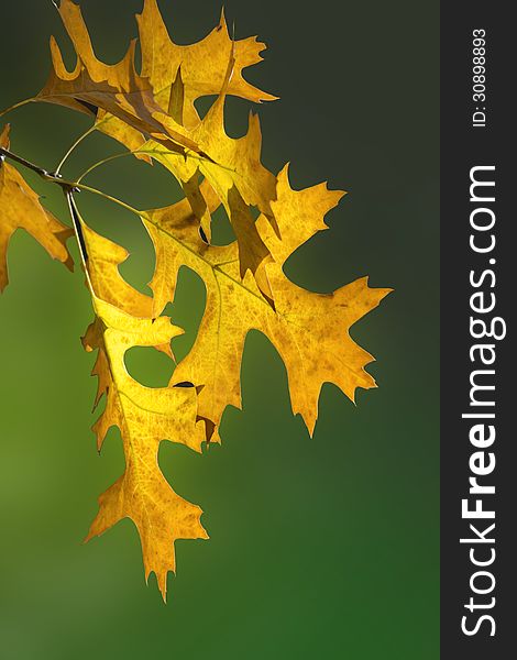 Yellow maple tree leaves background. Yellow maple tree leaves background