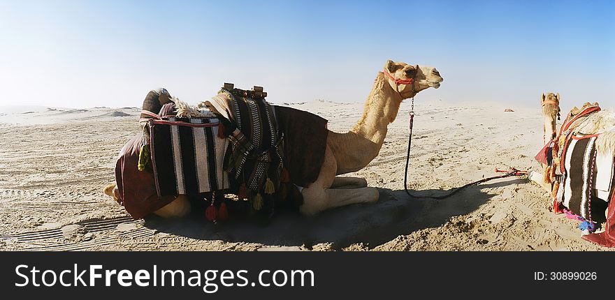 Camel awaiting its customers on the desert. Camel awaiting its customers on the desert