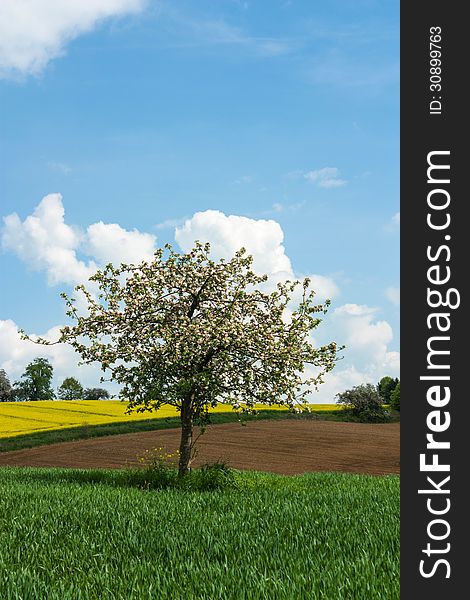 Blooming tree in a colorful landscape.