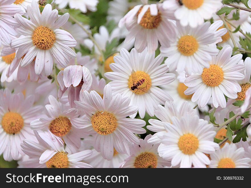 small bee on daisies in the form of a bright background