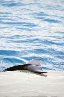 Lazy Dolphin Royalty Free Stock Photos