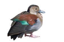 Colourful Duck Stock Photos