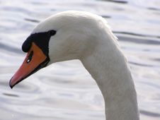 Portrait Of Swan Stock Photography Portrait Of Swan Stock Photography