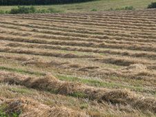 Hay Field Denmark Stock Photo Hay Field Denmark Stock Photo