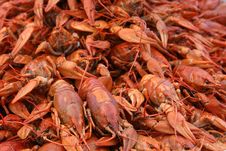 Fine Boiled Crayfishes Stock Photography Fine Boiled Crayfishes Stock Photography