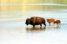 Bison Bison Royalty Free Stock Image Bison Bison Royalty Free Stock Image