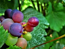 Red And Green Wine Grapes Royalty Free Stock Photo Red And Green Wine Grapes Royalty Free Stock Photo