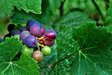 Red And Green Wine Grapes Stock Photography Red And Green Wine Grapes Stock Photography