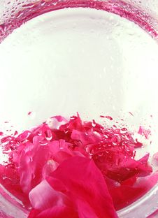 Backgroud With Roses Petals Royalty Free Stock Photo Backgroud With Roses Petals Royalty Free Stock Photo