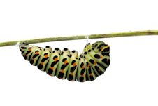 Caterpillar Of Swallowtail But Stock Photo Caterpillar Of Swallowtail But Stock Photo