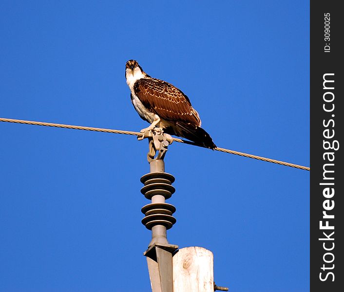 Osprey On A Wire