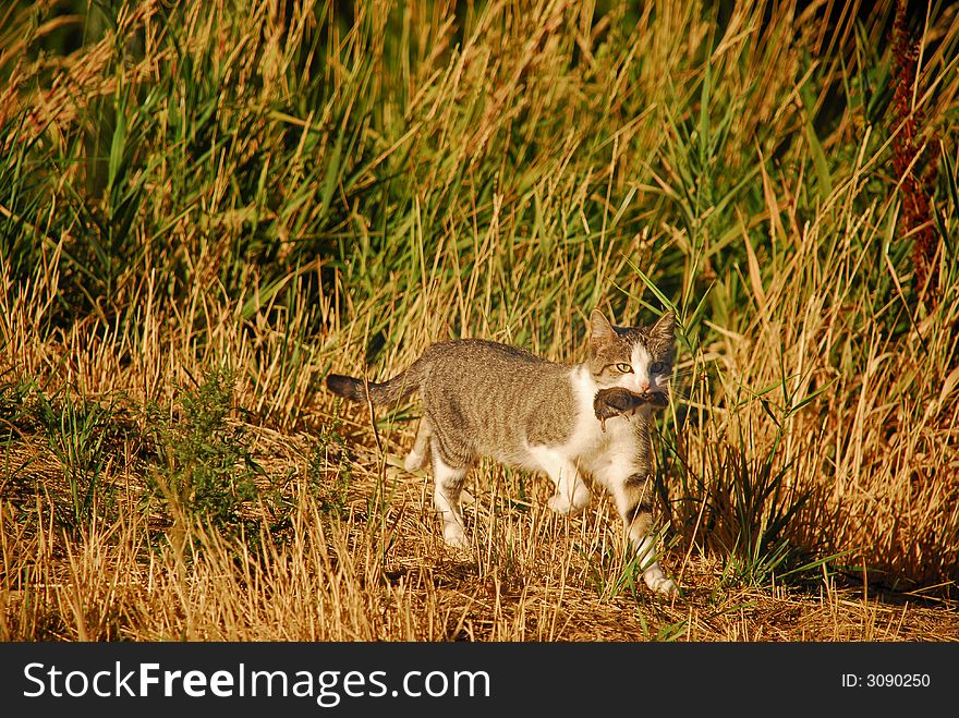 Cat carrying vole through field. Cat carrying vole through field