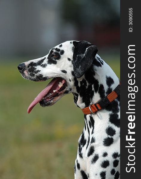 Dalmatian posing for the camera