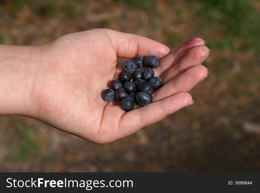 Swedish bluberries in little girls hand. Swedish bluberries in little girls hand.