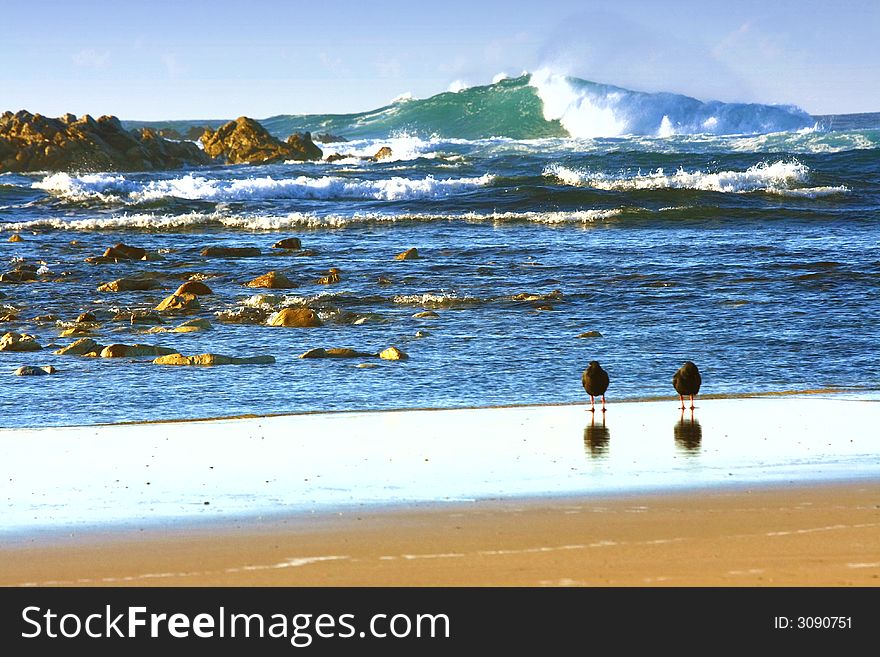 Two oyster catcher birds watching the waves. Two oyster catcher birds watching the waves