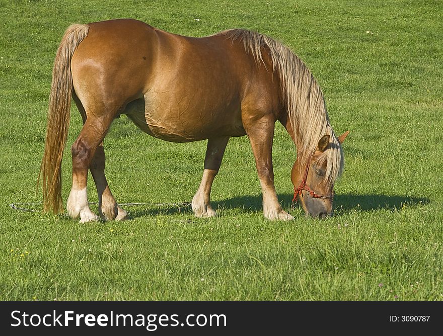 Image of a brown horse grazing in a green grass field.