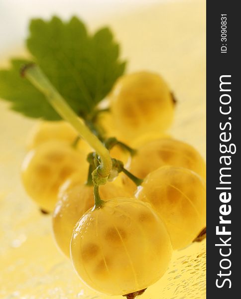 Yellow currant on a yellow background