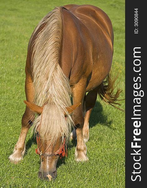 Dynamic close-up image of a horse grazing in a green grass field. Dynamic close-up image of a horse grazing in a green grass field.