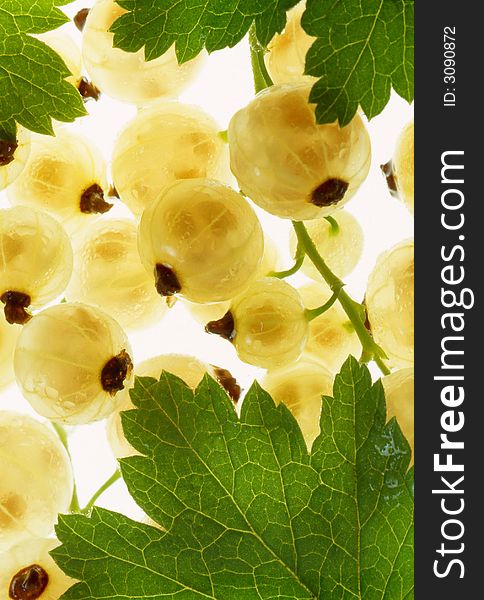 Yellow currant on a white background