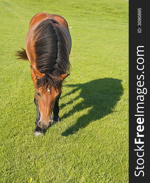 Image of a horse and his shadow in a green grass field.
