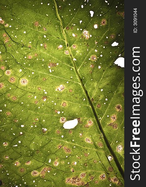 Damaged fantastic leaf texture with folds and cuts