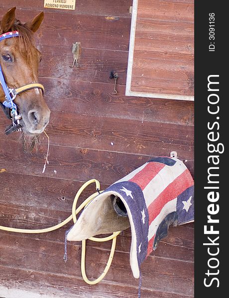 Horse portrait in an italian corral with stars and stripes saddle. Horse portrait in an italian corral with stars and stripes saddle