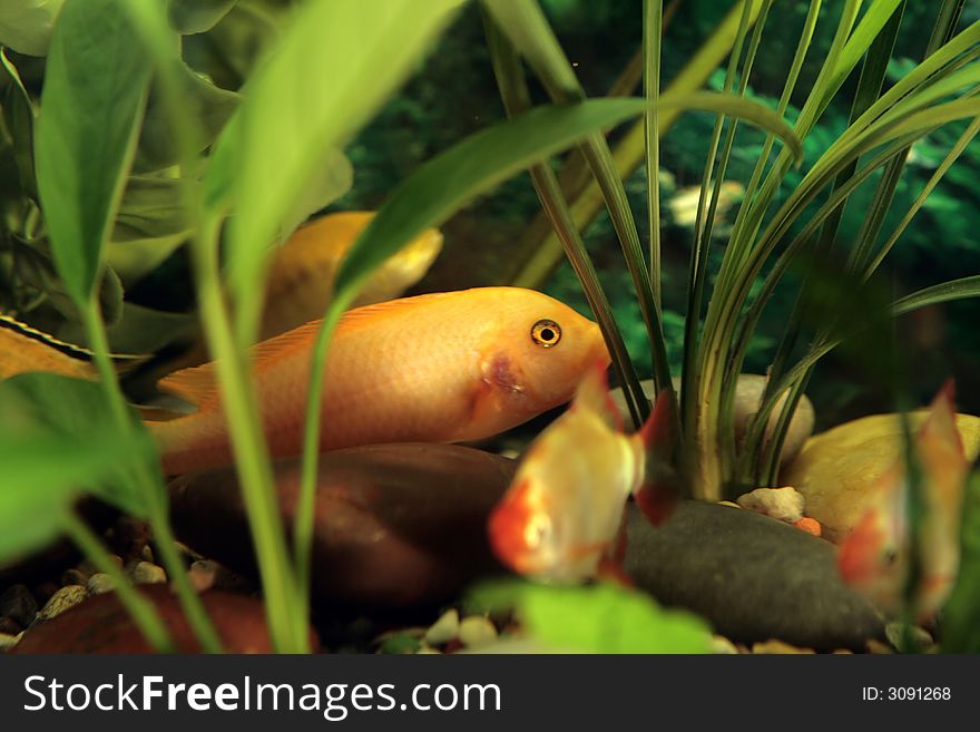 Golden beautiful fish deep water