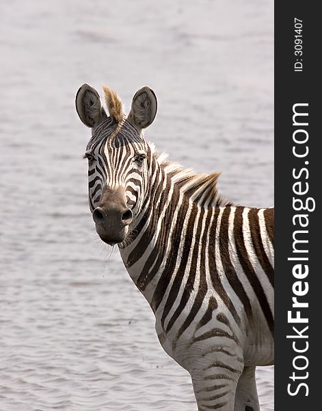 Zebra at the waters edge in Chobe Game Reserve