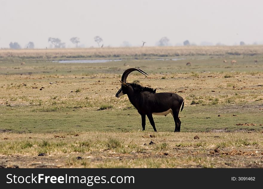 Sable antelope in Chobe Game Reserve in Botswana
