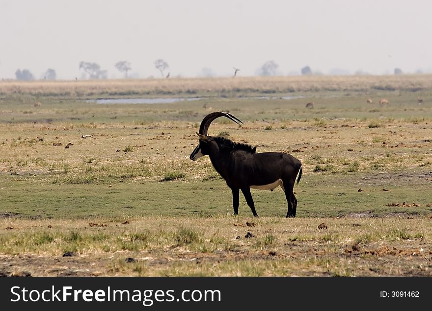 Sable Antelope